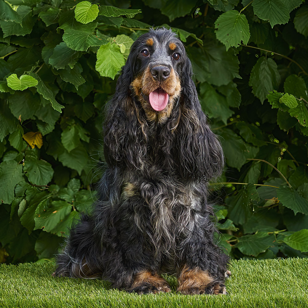 Cocker Femmina Quanah