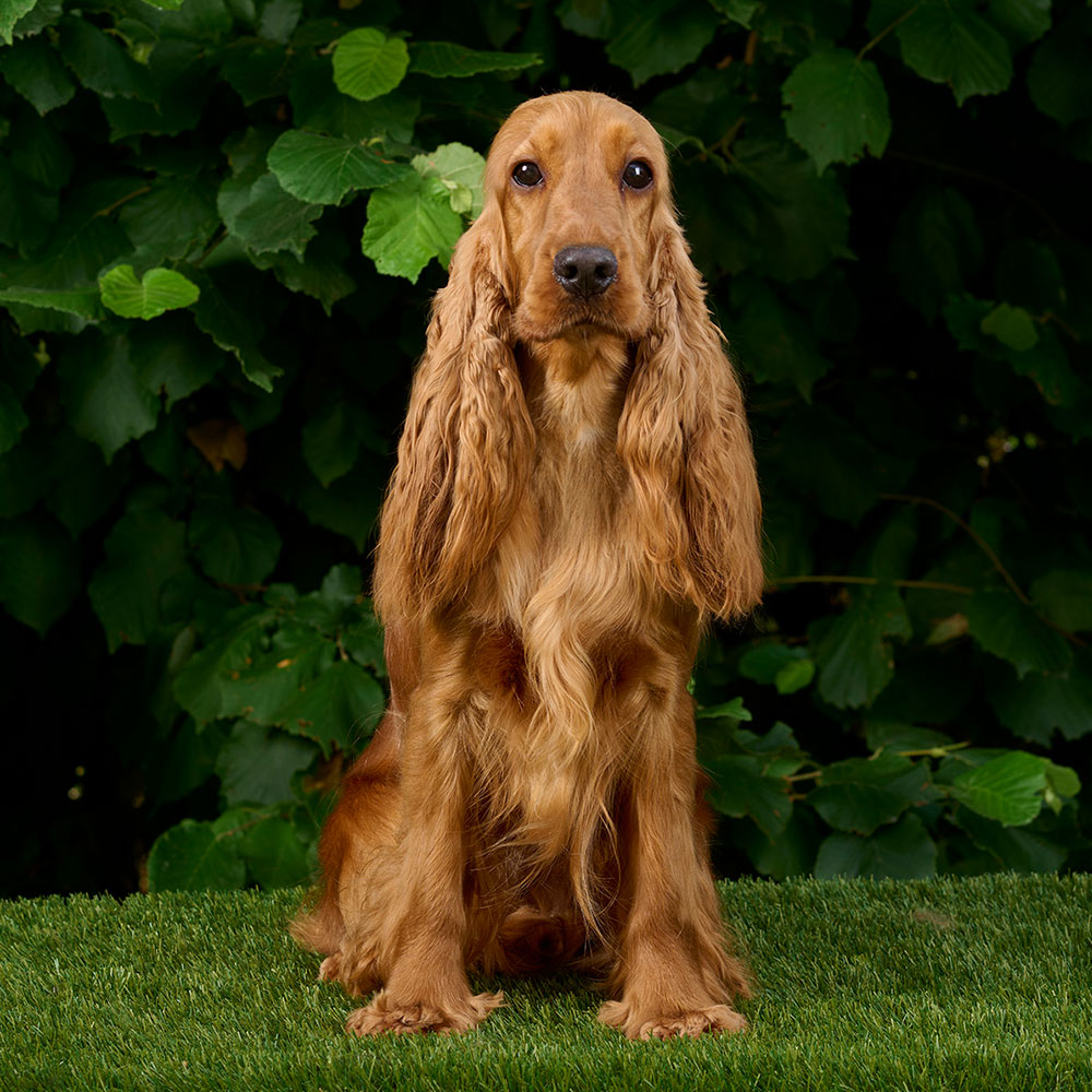 Cocker Femmina Withney